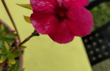 Chale Disco de Arado - Photo 21