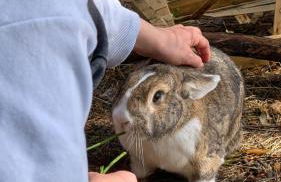 La Rose & Le Loup - Foto 23