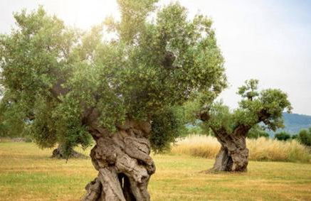 Cosmic Villa in Rosa Marina - Stellar Elegance Overlooking the Sea - Foto 25