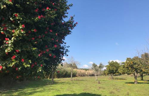 Monte das Texugueiras - Foto 58