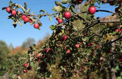 Birchy Hills - Foto 11