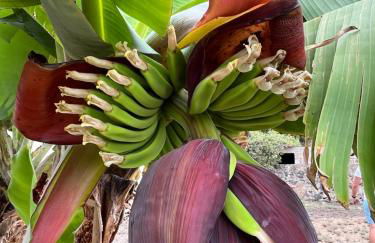 Finca Los Tomillos - Foto 30