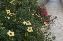 Casa bem te vi - Foto 26