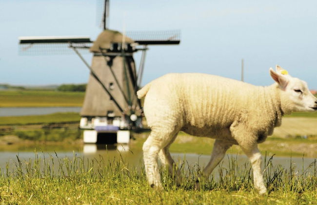 Traditional Villa With Dishwasher on Texel Near the Sea - Foto 16