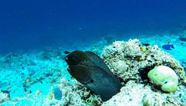 Snorkeling in Villimale - Foto 4