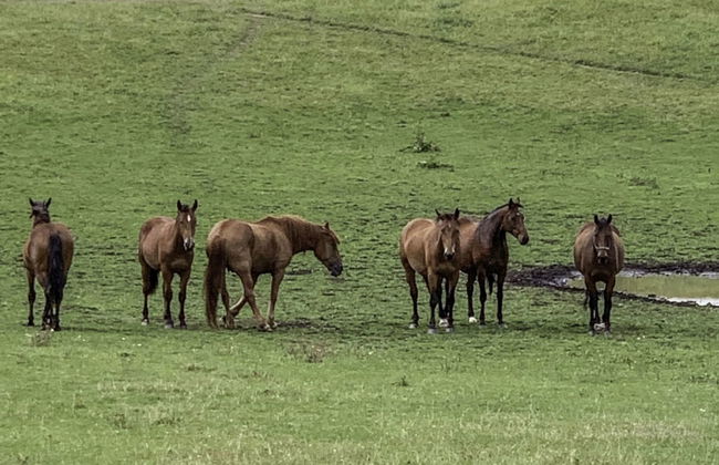 Dwór Szwałk - Foto 55
