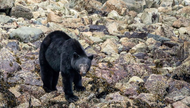 Spring Bear and Water Fall Tour - Foto 4