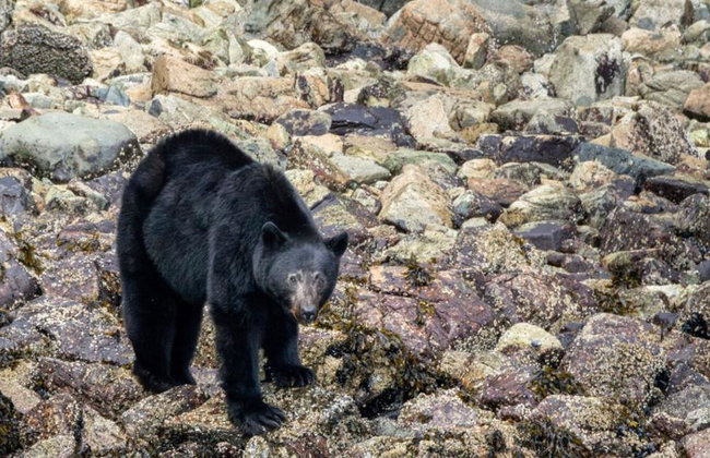 Spring Bear and Water Fall Tour - Foto 4