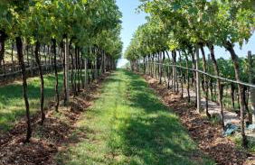 Azienda Agrituristica Corteforte - Foto 76