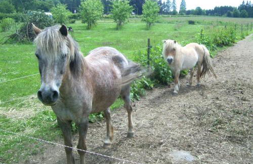 Heidehof Hellenthal - Foto 26