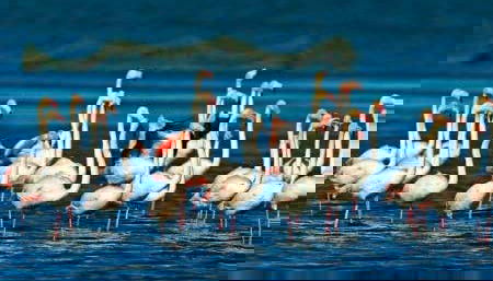 Ebro Delta Day Trip + Boat Ride - Foto 2