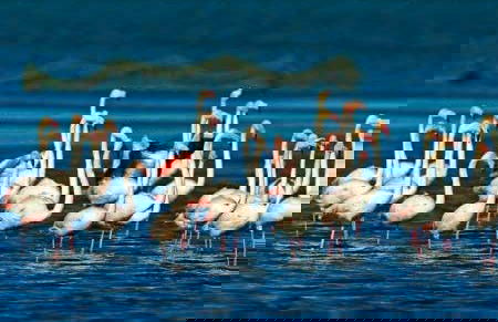 Ebro Delta Day Trip + Boat Ride - Photo 1