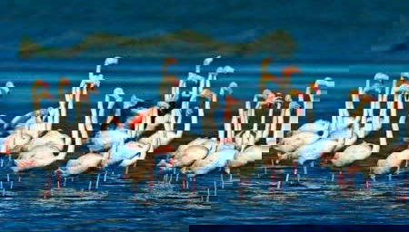 Ebro Delta Day Trip + Boat Ride - Foto 1