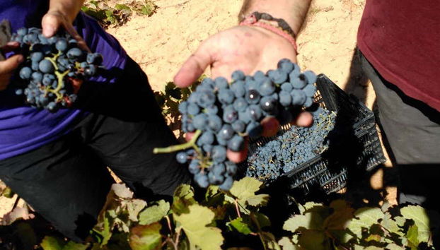 Knowing the grapes they use in Gratias