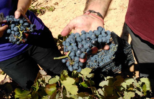 Visita guidata delle cantine Gratias - Foto 1