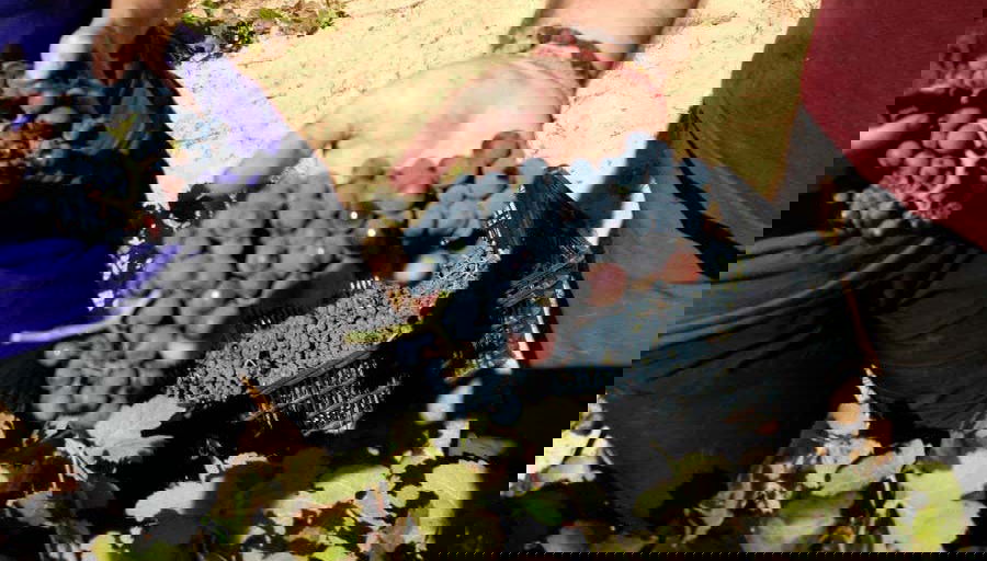 Les raisins du domaine de Gratias