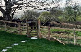 Peaceful Dyfi Valley Cottage - Hendre-gau - Photo 43