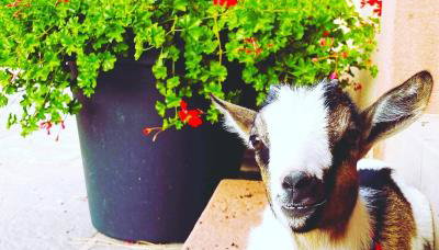L'Etoile du Vignoble Meublé de Tourisme 4 étoiles au cœur d'un ranch alsacien sur la route des Vins - Climatisé - Foto 5, Garden