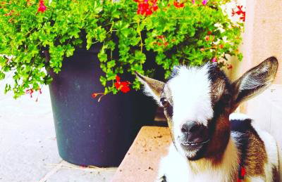 L'Etoile du Vignoble Meublé de Tourisme 4 étoiles au cœur d'un ranch alsacien sur la route des Vins - Climatisé - Foto 2