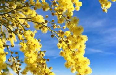 Studio La Napoule - Foto 16