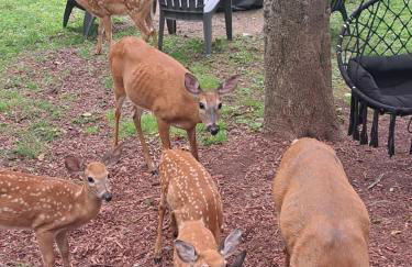 Fun Home in Pocono with Gameroom-Firpit-BBQ Grill-TV and AC in all rooms - Foto 6