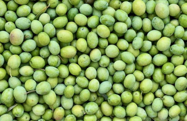 Visita a una almazara y su olivar + Cata de aceite - Foto 6