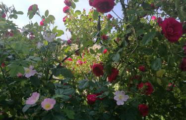 Haus Schluchseeblick - Foto 21