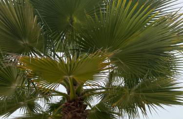 Villa Annunziata Luxe - Foto 56