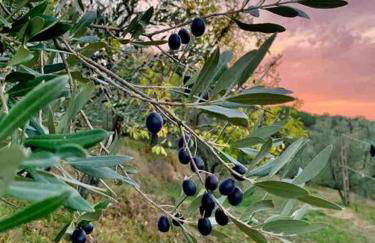 Vesper - Casale con piscina - Ad Galli Cantum - Photo 11