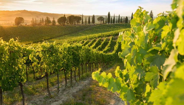 Durante il tour dei vigneti