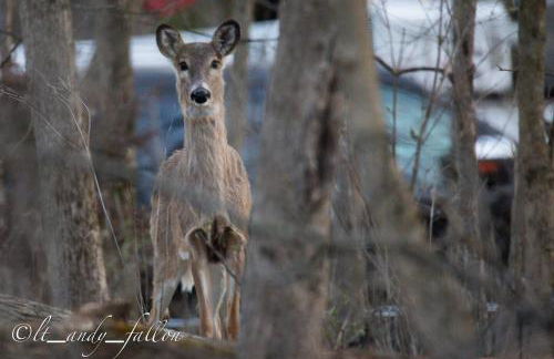 Luxe Spa Cabin: Hot Tub + Sauna + Fire - Foto 44