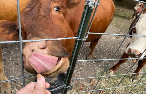 Rustic Mountaintop Cabin on small farm with WiFi - Foto 39