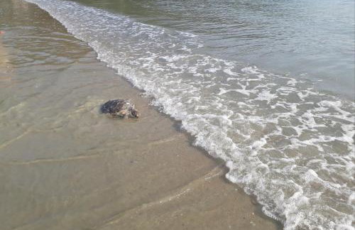 Cobertura na Enseada a 80 m da areia - Foto 30