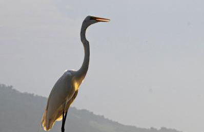 Casa Waimea - Linda casa com praia particular - Foto 71