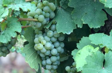 Ferienwohnung Weins - Foto 44