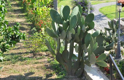 Casa dos Avós by Eira dos Canastros - Foto 19