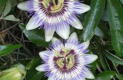 Souterrainwohnung im Grünen - Foto 48