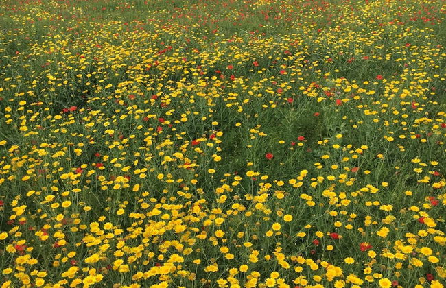 Villa Gaia Agriturismo and B&b - Photo 57