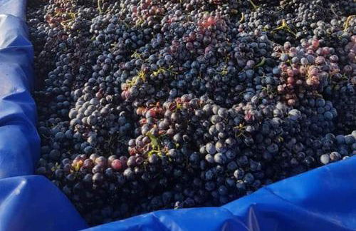 Masseria Sucéa - Foto 43