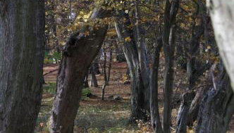 Gandelinka Park Kędrzyno - Foto 4, Garden