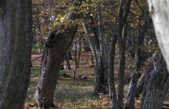 Gandelinka Park Kędrzyno - Foto 4