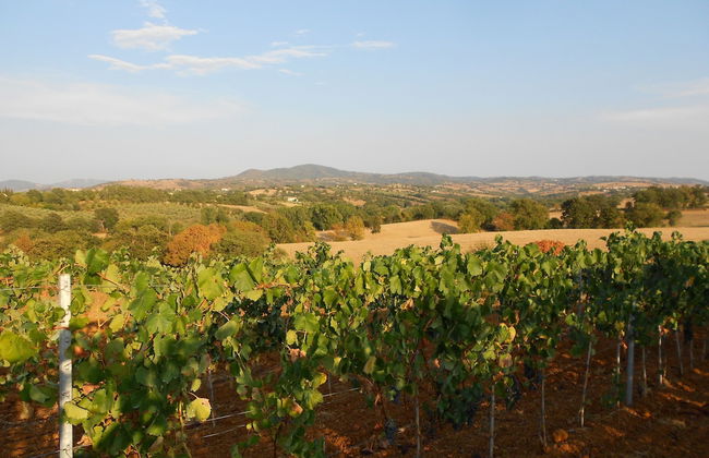 Agriturismo I Casamenti - Photo 33