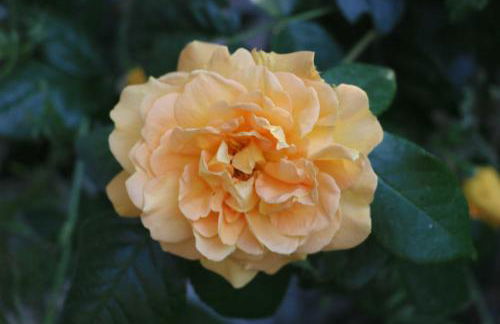 Ferienwohnungen Polchow - direkt am Wasser - Foto 12