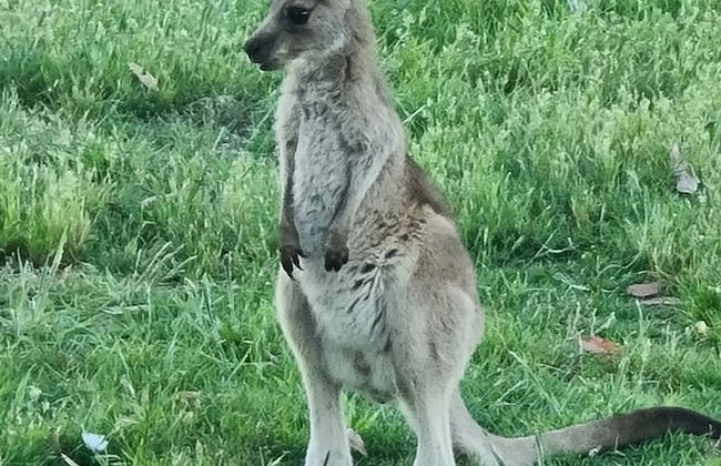 Halls Haven Holiday Units - Foto 36