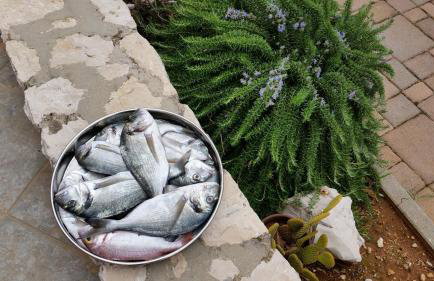 Apartment Sajković - Foto 34