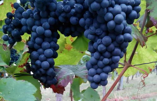 Wein- Und Obstbau Rupp - Foto 26