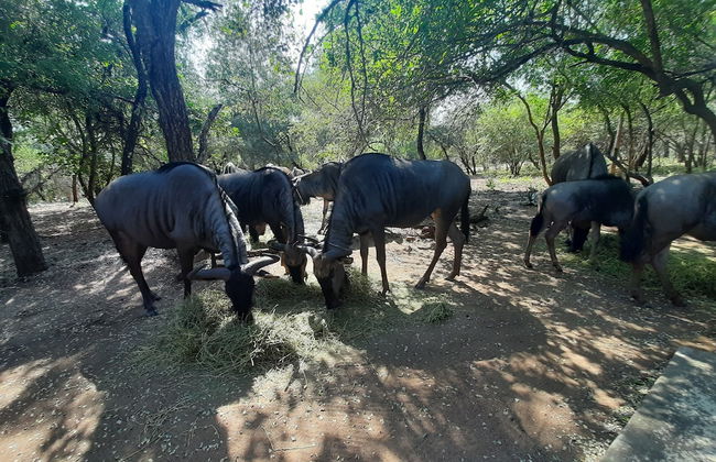 African Sky Villas - Photo 76