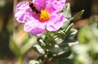 Case Natura - Foto 18