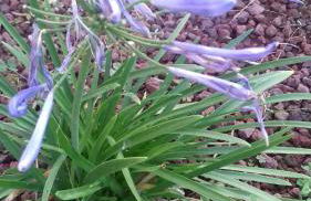 Appartamenti Albatros - Foto 29