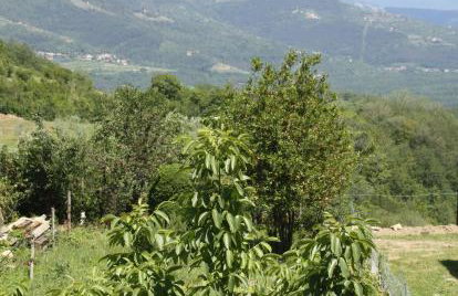 Terra Mirna - Urlaub für die Sinne - Foto 24